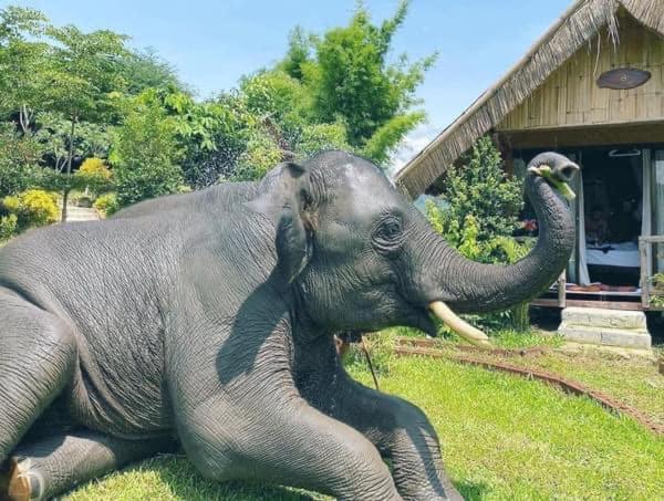 3 Pok Maewang Jinxiang Gold Elephant Park Mae Wang Ngoại thất bức ảnh