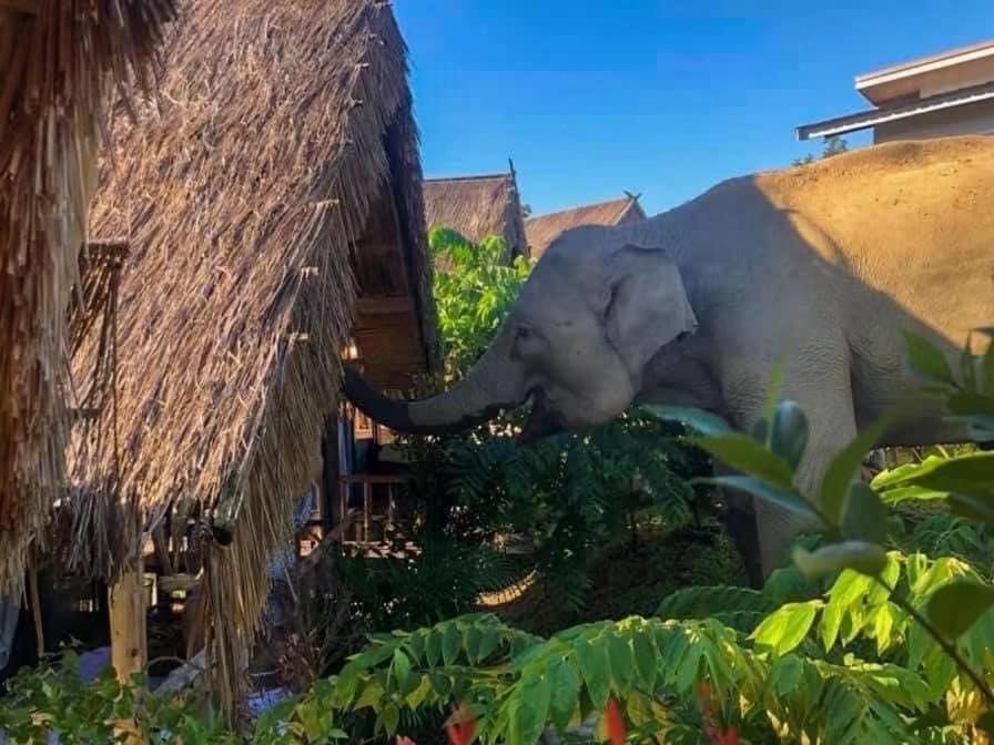 3 Pok Maewang Jinxiang Gold Elephant Park Mae Wang Ngoại thất bức ảnh