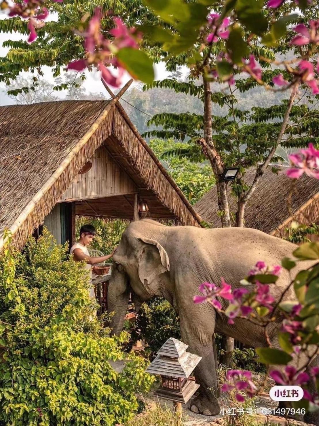 3 Pok Maewang Jinxiang Gold Elephant Park Mae Wang Ngoại thất bức ảnh