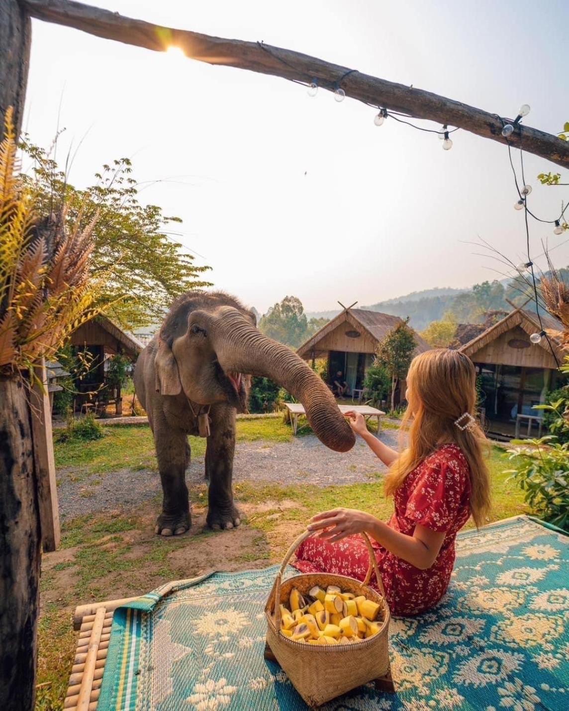 3 Pok Maewang Jinxiang Gold Elephant Park Mae Wang Ngoại thất bức ảnh